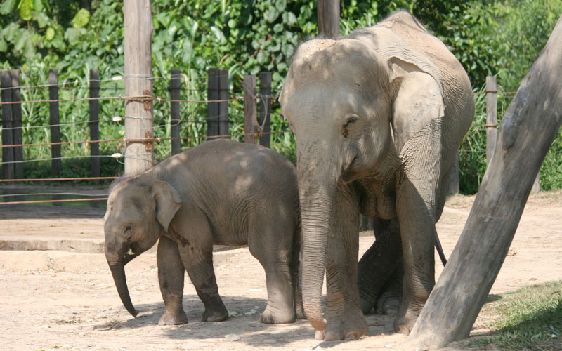 Lok Kawi Wildlife Park